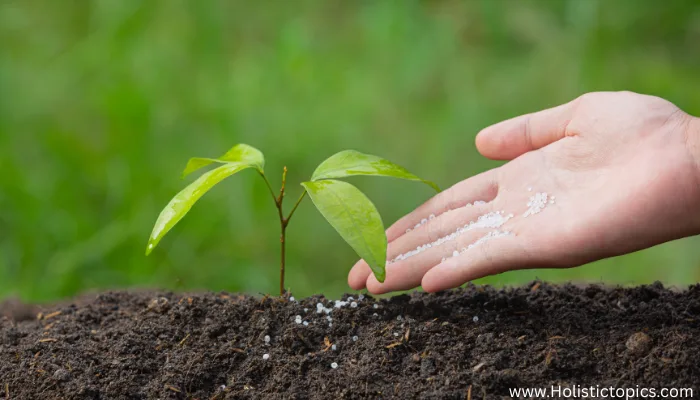fast growth fertilizer applied to young plant for quick natural growth